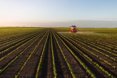 Traktör gün batımında yemyeşil bir alanda soya püskürtüyor..