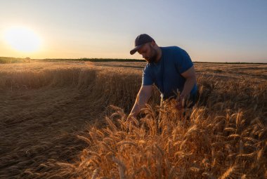 Genç çiftçi bir demet olgun buğdayla ekili tarlasını zevkle seyrediyor.