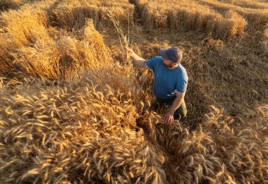 Genç çiftçi bir demet olgun buğdayla ekili tarlasını zevkle seyrediyor.