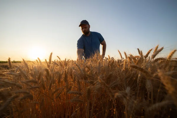 Genç çiftçi bir demet olgun buğdayla ekili tarlasını zevkle seyrediyor.