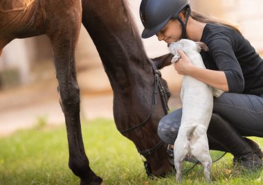 Genç güzel kız ata binmek ve Jack Russel Terrier 'ı okşamak için hazırlanıyor.