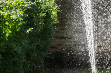 arka bahçede yeşil çim çim sulama ile sulama