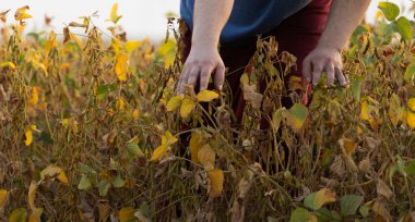Bir çiftçi tarlada yetişen soya fasulyelerini inceliyor. Tarım.