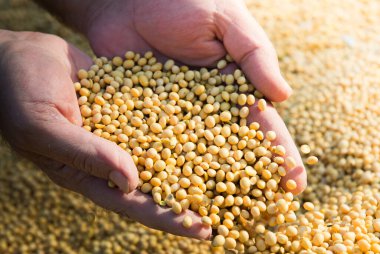 Eller soya fasulyesi getirir. Eller ektikten sonra soya fasulyesi getirir..