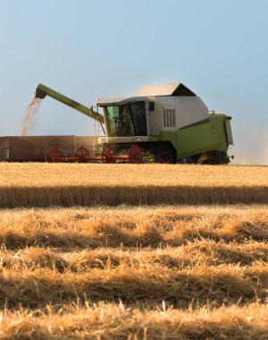 Buğday hasadı. Modern hasat aracı traktörlere buğday yüklüyor..