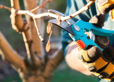Genç meyve ağaçları buduyor. Baharda genç bir elma ağacının budanması.
