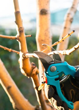 Genç meyve ağaçları buduyor. Baharda genç bir elma ağacının budanması.