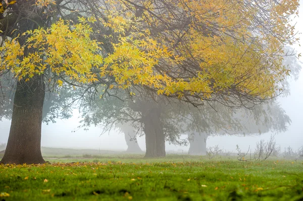 Δέντρο στην ομίχλη — Φωτογραφία Αρχείου