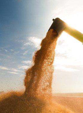 Tarladaki bir karavandan tahıl yüklemesi.