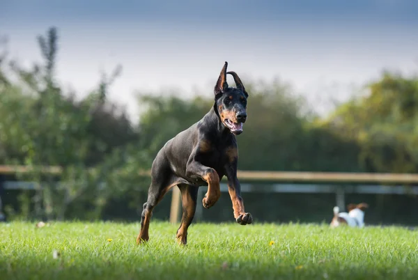 Black doberman running — Stock Photo, Image