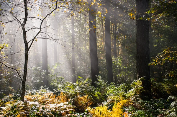 Wet autumn forest with fog — Stock Photo, Image