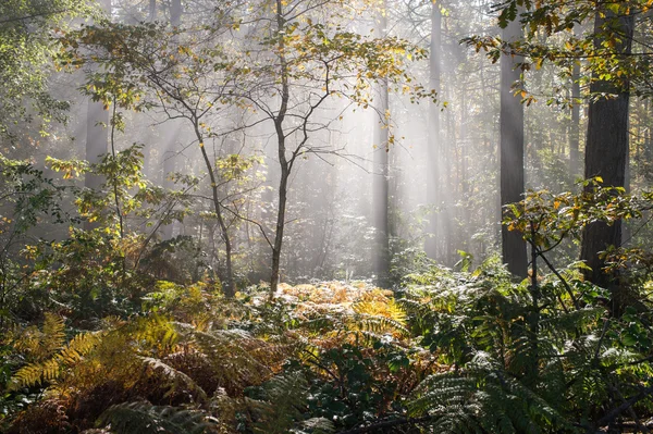 Υγρό φθινόπωρο δάσος με ομίχλη — Φωτογραφία Αρχείου
