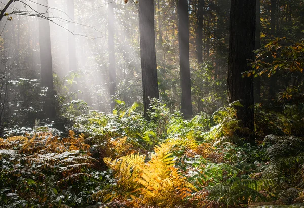 Foresta umida autunnale con nebbia — Foto Stock