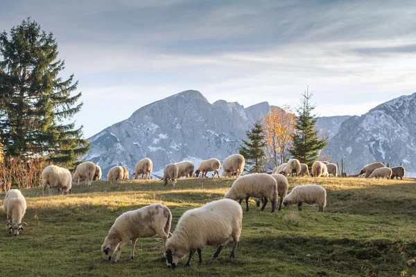 Gregge di ovini al pascolo — Foto Stock