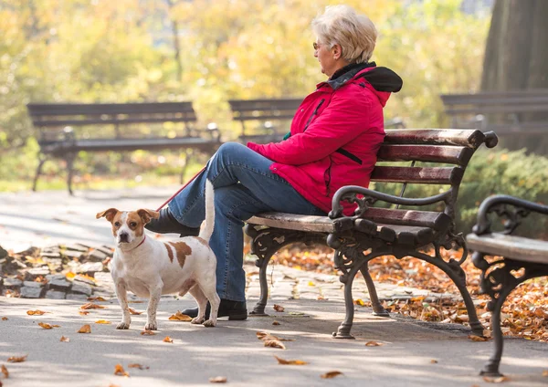 Old woman with a dog — Stock Photo, Image