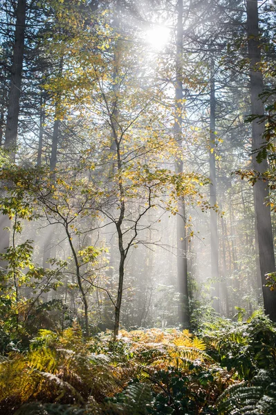 Wet autumn forest with fog — Stock Photo, Image