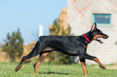 genç siyah doberman