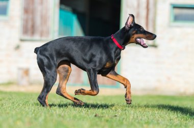 genç siyah doberman