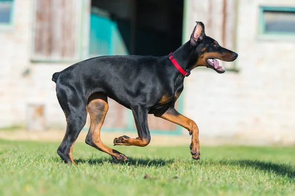 Young black doberman — Stock Photo, Image