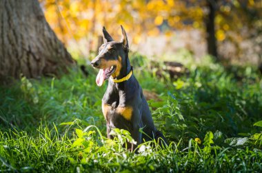 Doberman köpek yavrusu