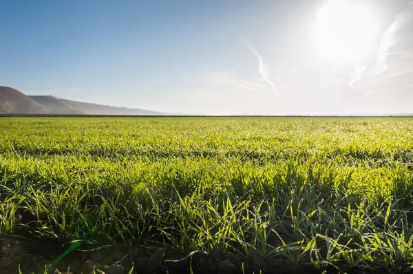 Campo di grano giovane — Foto Stock