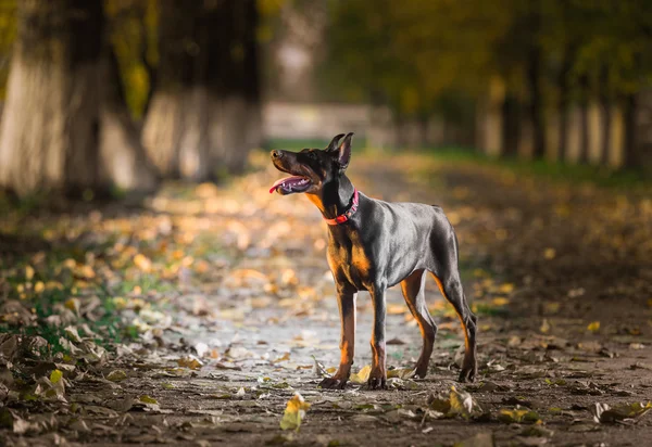 Dobermany pinscher szczeniak — Zdjęcie stockowe