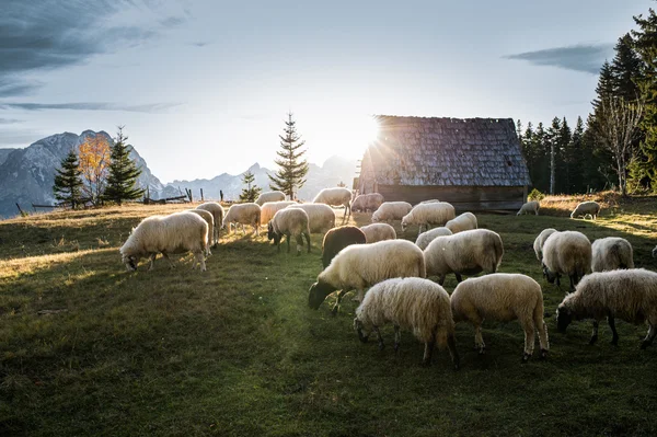 Stádo ovcí pasoucích se — Stock fotografie