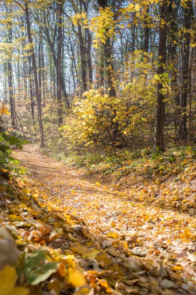 Reggel az őszi erdő — Stock Fotó