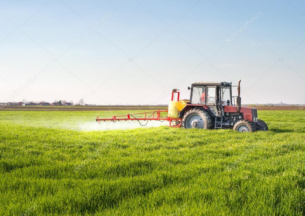 Tractor spraying wheat field 