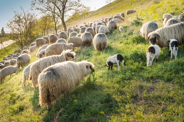 Flock of sheep grazing — Stock Photo, Image