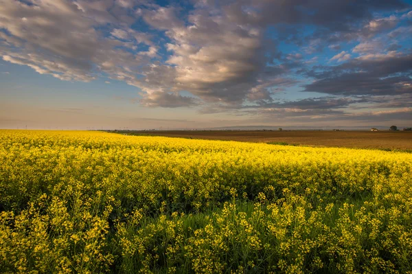 Žlutou řepkové pole — Stock fotografie