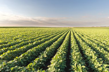 soya alan satırları 