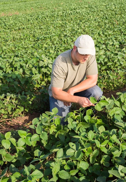 Agricultor en campos de soja —  Fotos de Stock