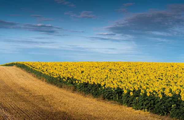 Field of blooming sunflowers — Stock Photo, Image