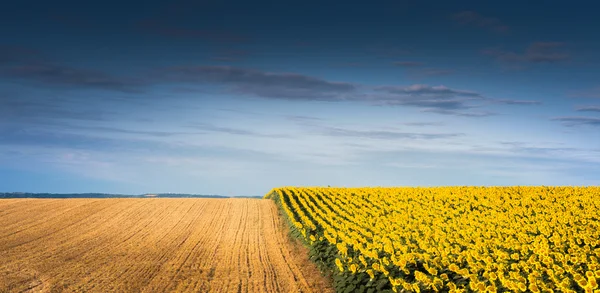 Champ de tournesols en fleurs — Photo