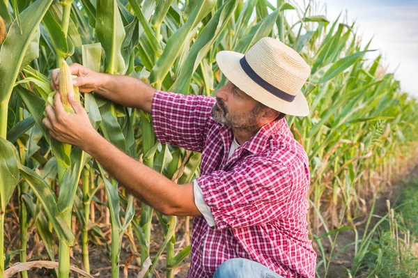 Agricultor en un campo — Foto de Stock