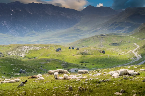 Moutons sur prairie de montagnes — Photo