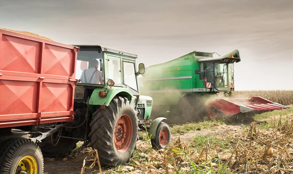 Cosechando el campo de maíz — Foto de Stock