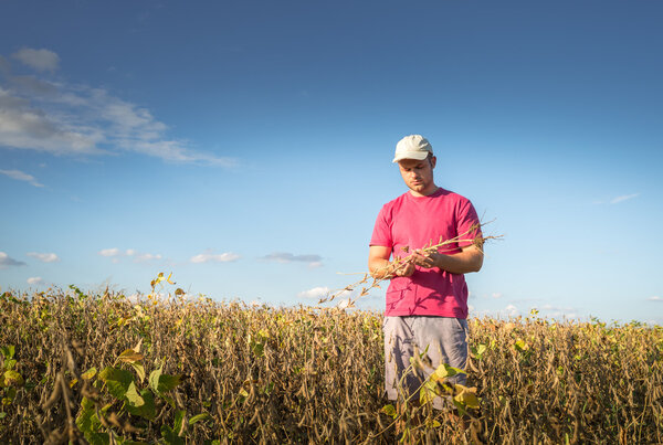 Farmer in soybean fields