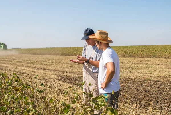 Farmers in soybean fields — Stock Photo, Image