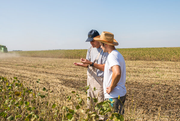 Farmers in soybean fields