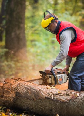 bir şube testere ile kesme