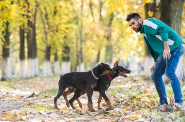 Doberman Pinscher eğitim