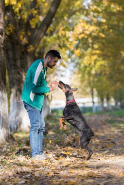 Doberman Pinscher eğitim