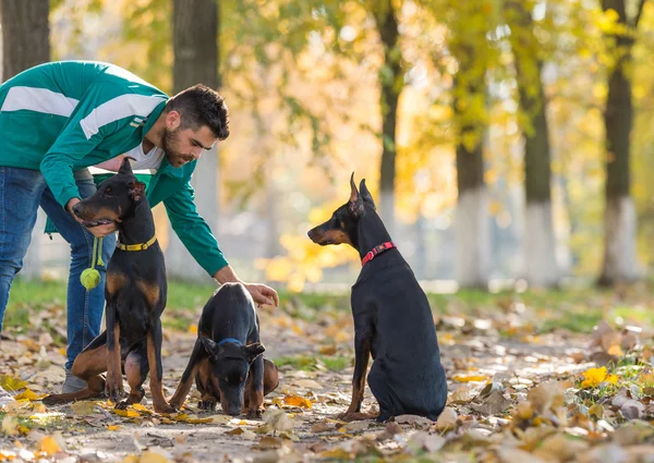 Dobermany Pinscher w szkolenia — Zdjęcie stockowe