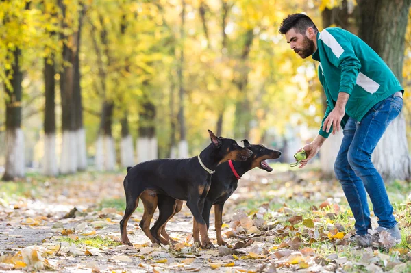 Dobermann Pinscher in opleiding — Stockfoto