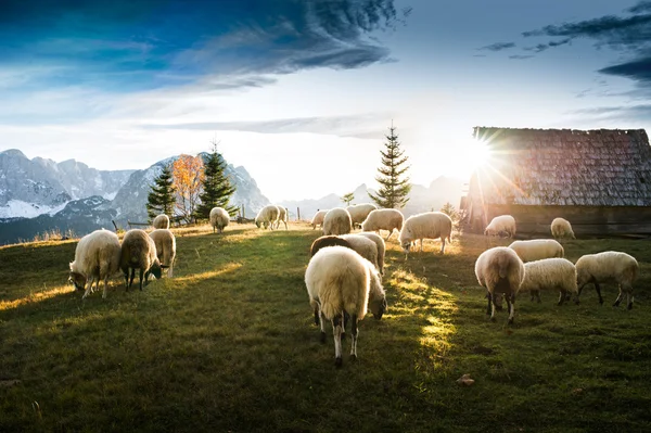 Troupeau de moutons pâturage — Photo