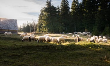 Koyun sürüsü otluyor.