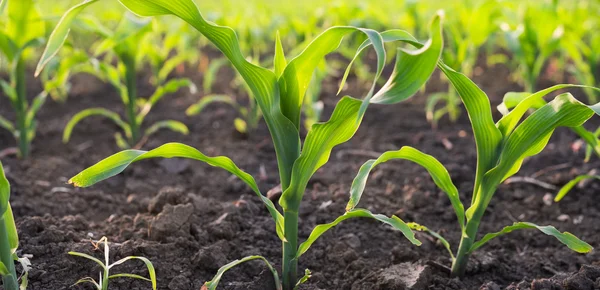 Maisfeld im Frühjahr — Stockfoto