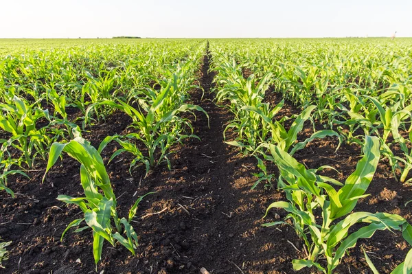 Maisfeld im Frühjahr — Stockfoto